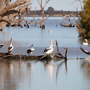 Australian Pelicans