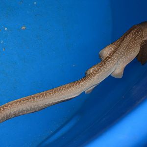 Sandy zebra shark (Stegostoma tigrinum) - very rare morph