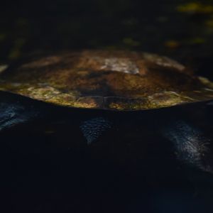 Roti Island snake-necked turtle carapace