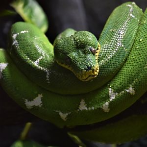 Green tree python