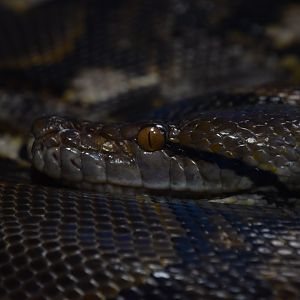 Reticulated python