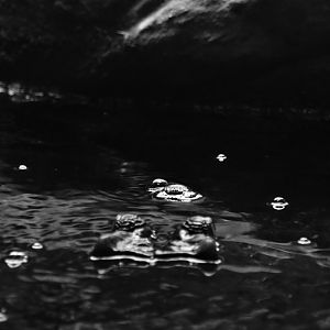 Philippine crocodile and bubbles