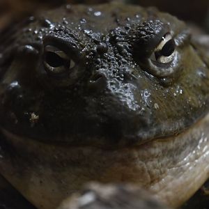 African bullfrog portrait