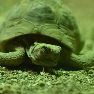 Middle Eastern spur-thighed tortoise
