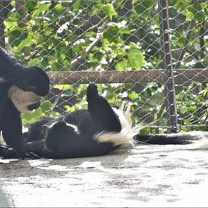Colobus playing on the path in the Snowdon