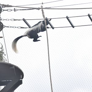 Colobus leap
