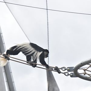Colobus in the Snowdon