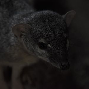 Narrow-striped mongoose