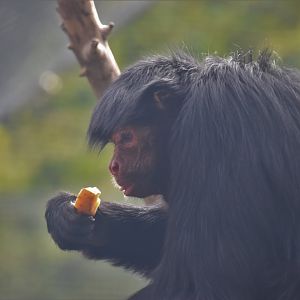 Red faced spider monkey