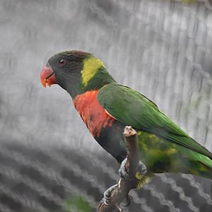 Mitchell's lorikeet