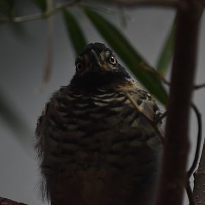 Spotted laughingthrush