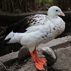 Andean goose (Chloephaga melanoptera)