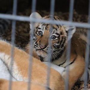 Siberian tiger (Panthera tigris altaica)