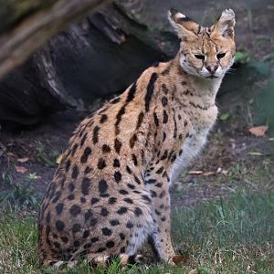 Serval (Leptailurus serval)