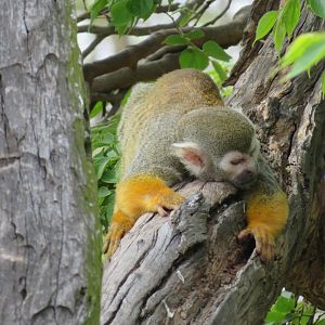 Common Squirrel Monkey (Saimiri sciureus)