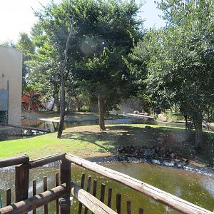 Common Squirrel Monkey (Saimiri sciureus) Outdoor viewing