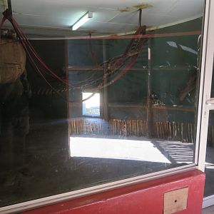 Common Squirrel Monkey (Saimiri sciureus) Indoor viewing