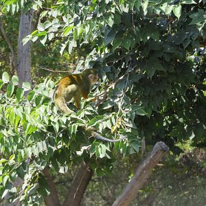 Common Squirrel Monkey (Saimiri sciureus)