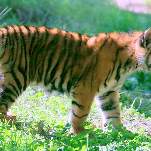 Sumatran tiger cub; London Zoo; 17th September 2022