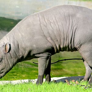Babirusa; London Zoo; 17th September 2022