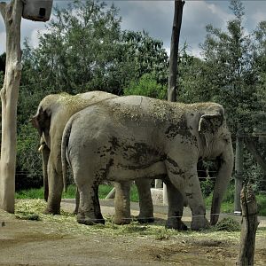 asian elephants africam safari
