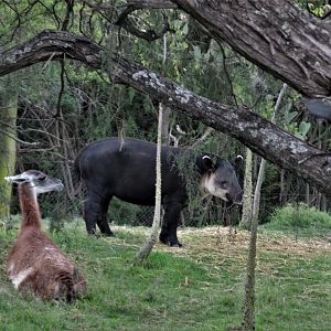 guanaco and baird´s tapir  at africam safari