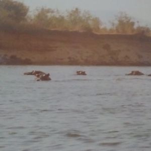 Hippos in Zambezi River May 1983