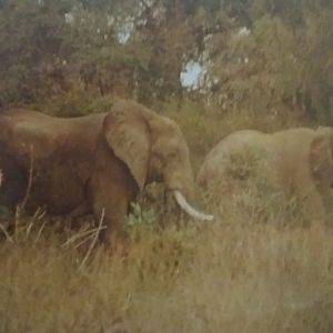 African Bush Elephants on edge of Zambezi River May 1983