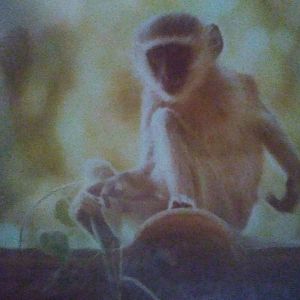 Vervet Monkey near the Zambezi River May 1983
