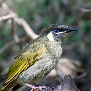 Lewin's Honeyeater