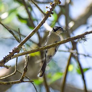 White-eared Monarch