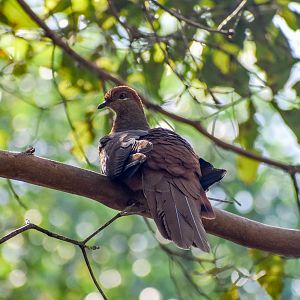 Brown Cuckoo-Dove