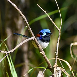 Variegated Fairywren