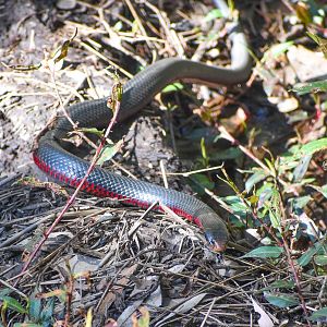 Red-bellied Black Snake