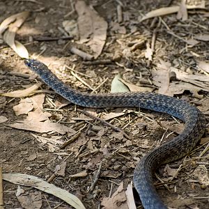 Common Keelback