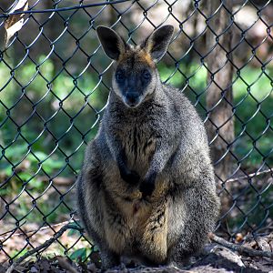 Swamp Wallaby