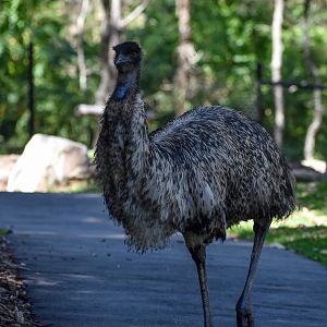 Emu