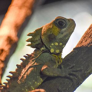 Boyd's Forest Dragon