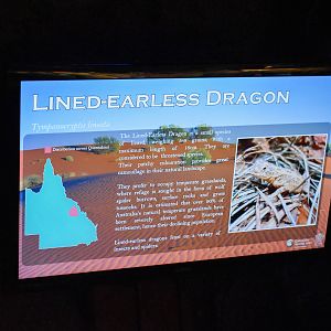 New Species at Walkabout: Lined Earless Dragon Sign