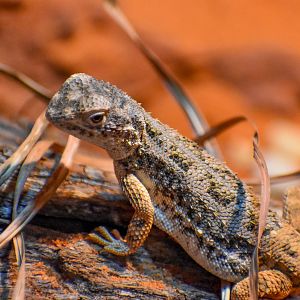 New Species at Walkabout: Lined Earless Dragon