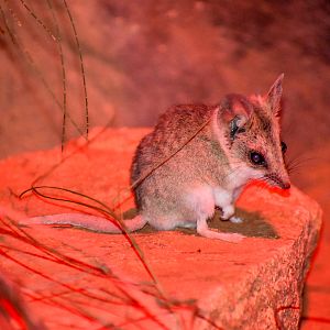 Fat-tailed Dunnart