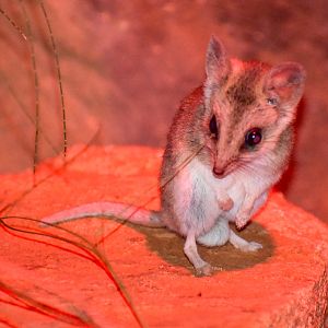 Fat-tailed Dunnart