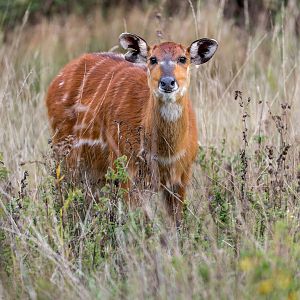 Sitatunga / Watatunga / 15-9-22