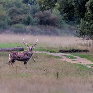 Manchurian Sika / Watatunga / 15-9-22