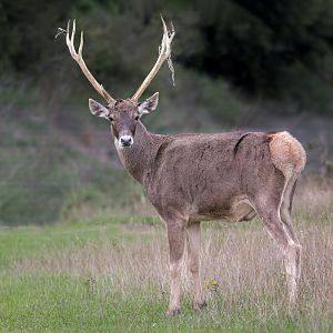 White-lipped Deer (Thorold's Deer) / Watatunga / 15-9-22