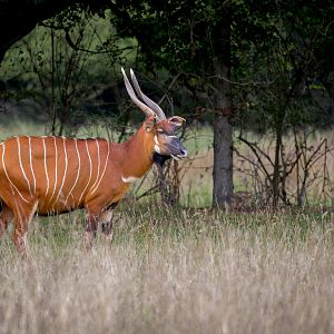 Mountain Bongo / Watatunga / 15-9-22