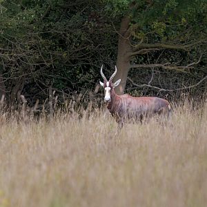 Blesbok / Watatunga / 15-9-22