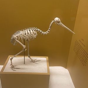 North Island Brown Kiwi