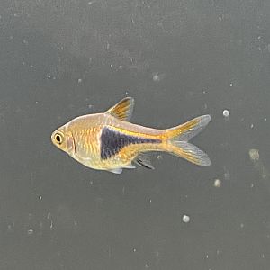 New arrival at aquarium. ID?