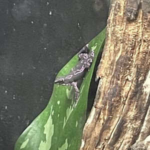 Purple harlequin toad (Atelopus barbotini)